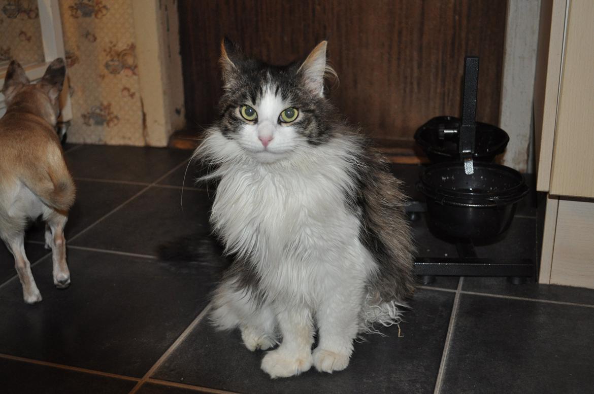 Blanding af racer Linus<3 billede 40