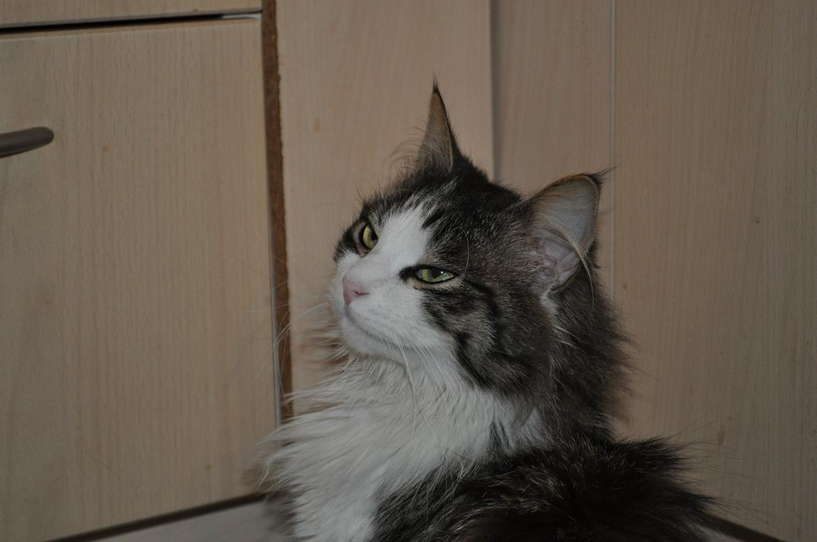 Blanding af racer Linus<3 billede 41