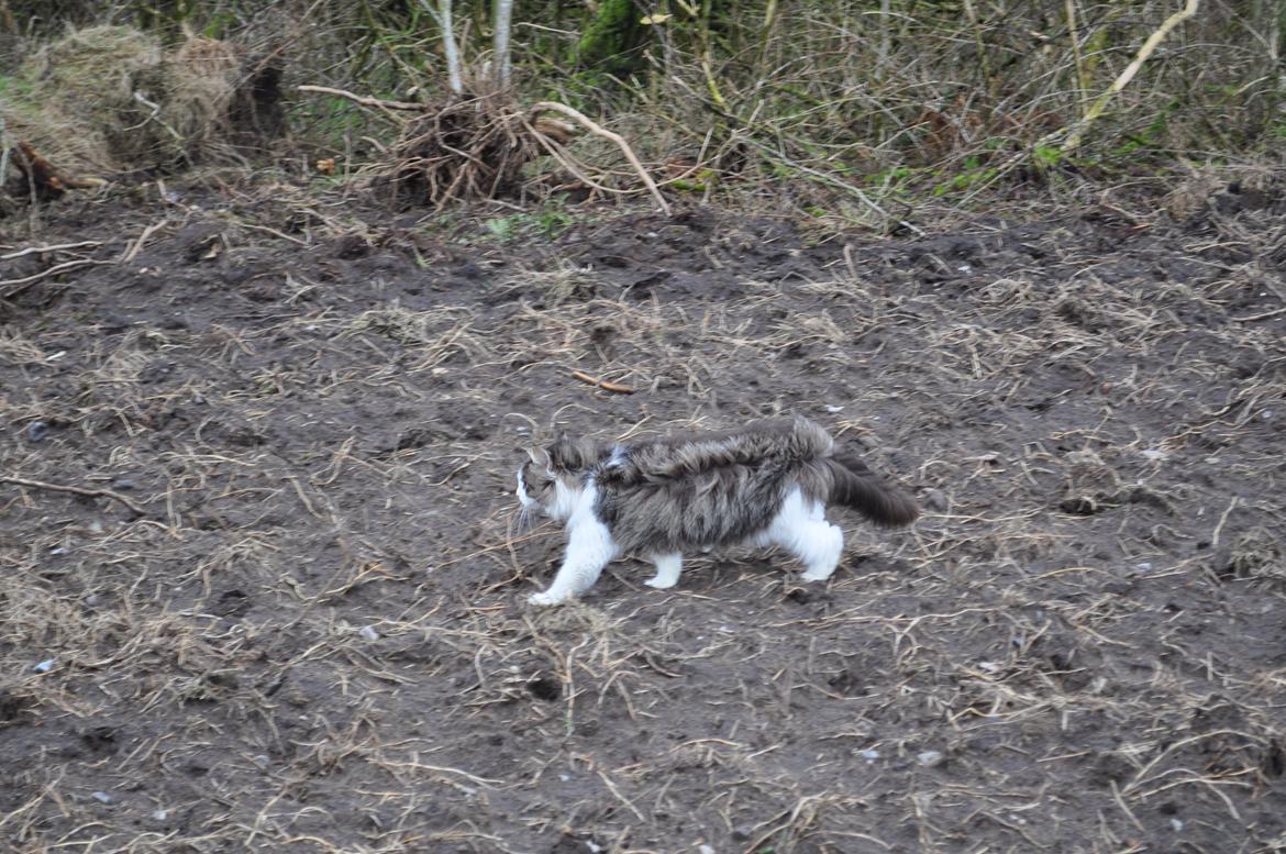 Blanding af racer Linus<3 billede 42