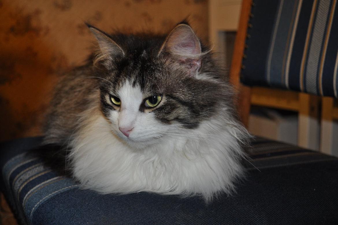 Blanding af racer Linus<3 billede 39