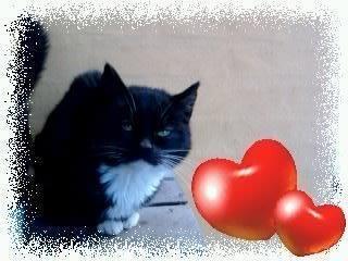 Huskat Dumle billede 13