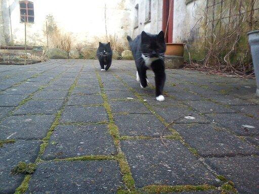 Huskat Dumle billede 4