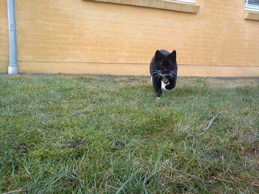 Huskat Dumle billede 6