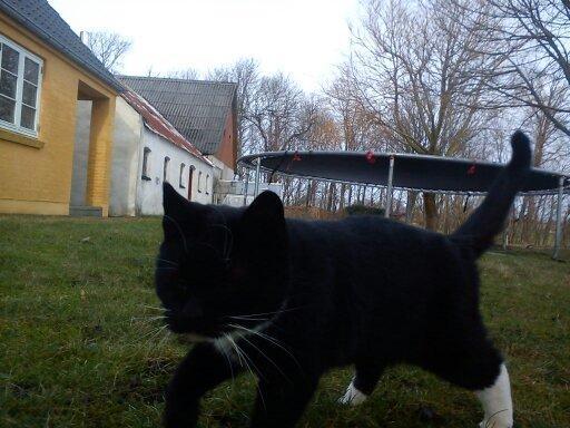 Huskat Dumle billede 7