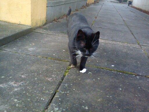 Huskat Dumle billede 5