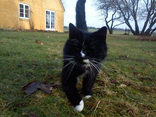 Huskat Kitkat billede 11