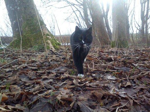 Huskat Kitkat billede 12