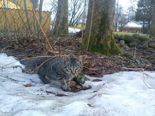 Huskat Chili billede 19