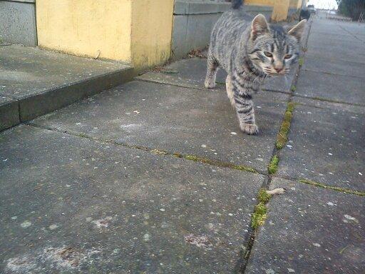 Huskat Chili billede 21