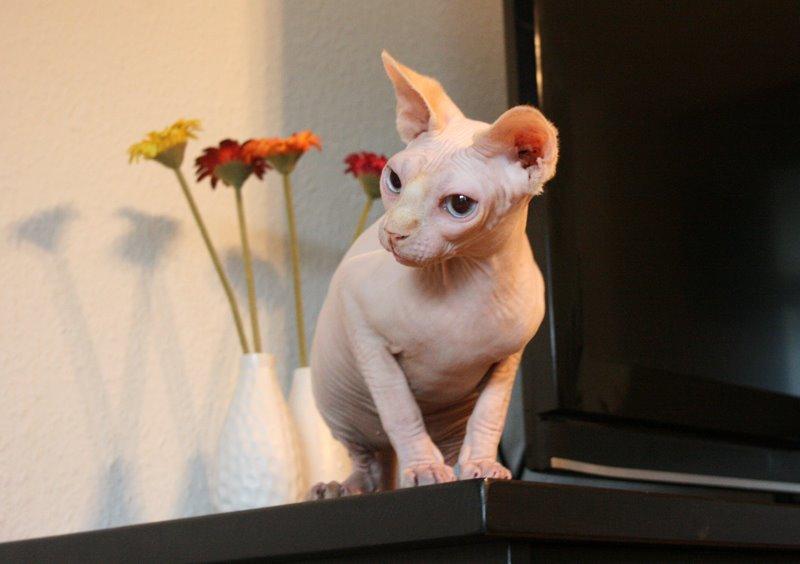 Sphynx Magnus Anat Her*PL - "Gustav" - *februar 2014* billede 14