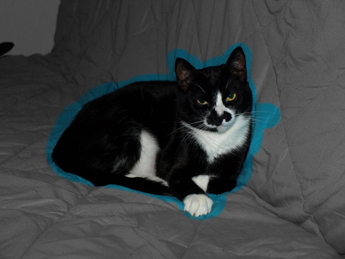 Huskat Blackie *RIP* billede 23