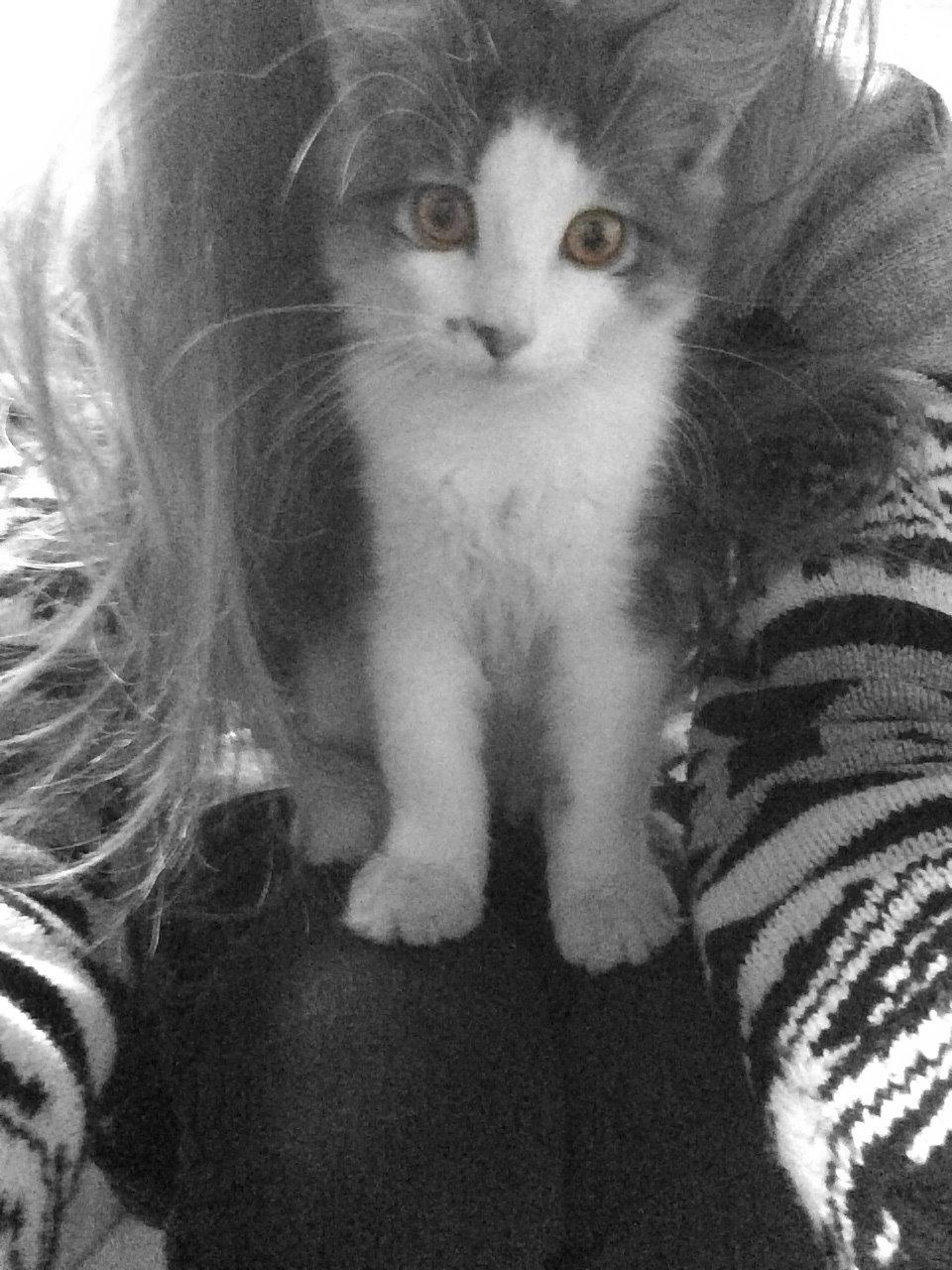 Blanding af racer Sofus billede 20