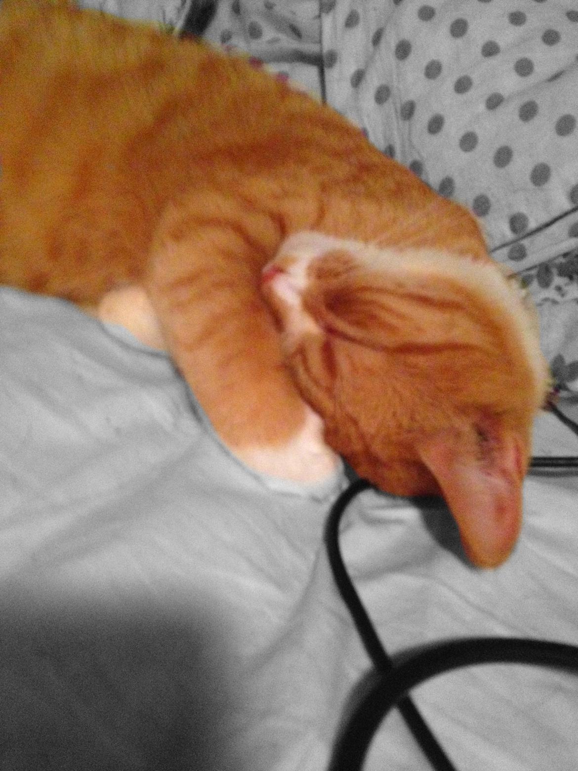 Blanding af racer Baloo billede 24