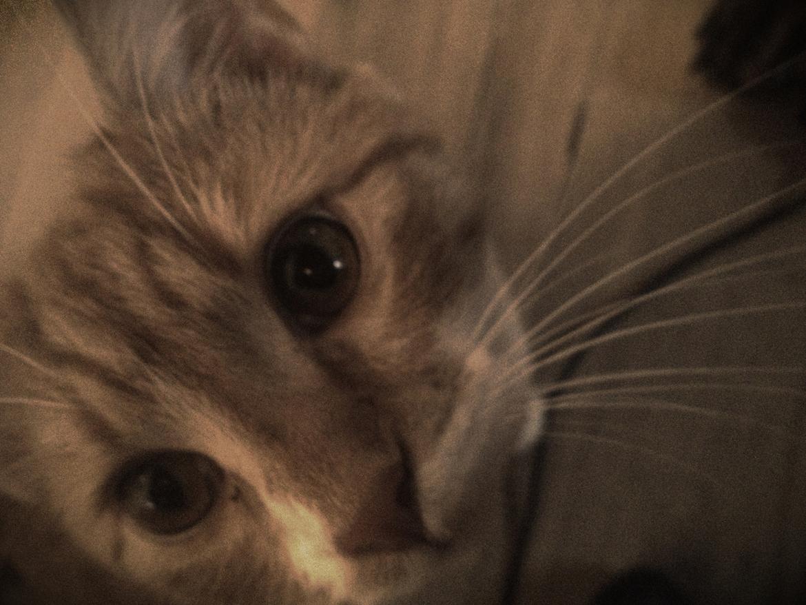 Blanding af racer Baloo billede 20