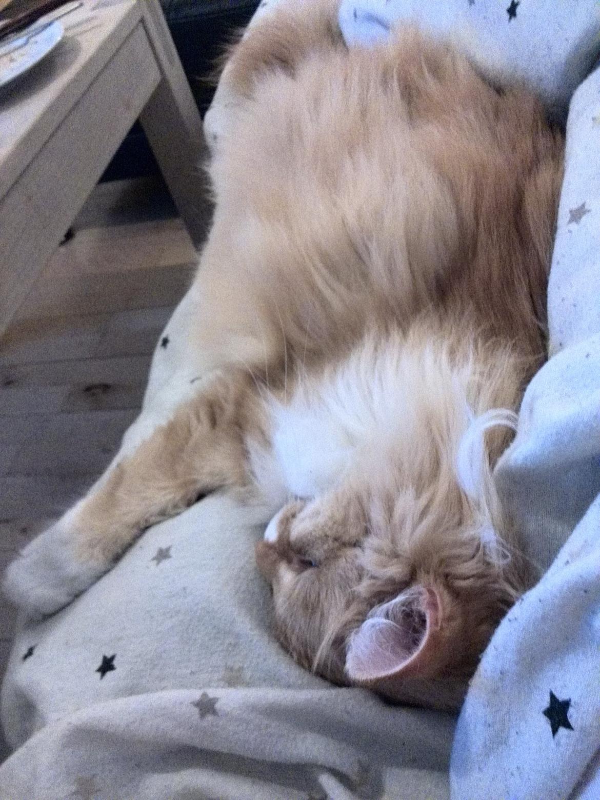 Blanding af racer Pjuske billede 21