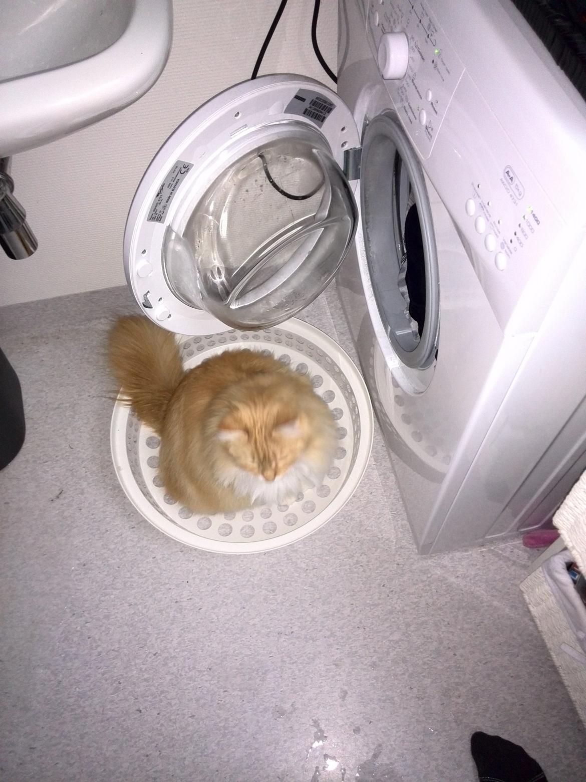 Blanding af racer Pjuske billede 23