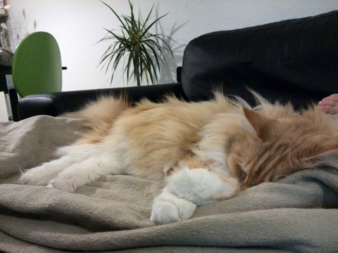 Blanding af racer Pjuske billede 24