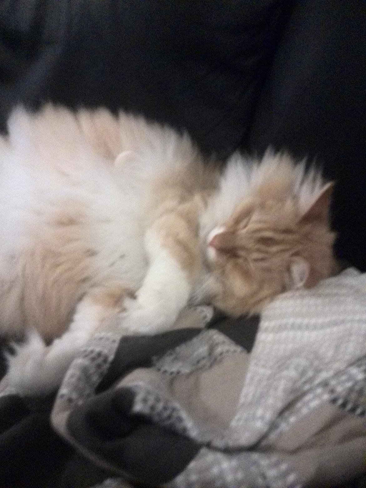 Blanding af racer Pjuske billede 22