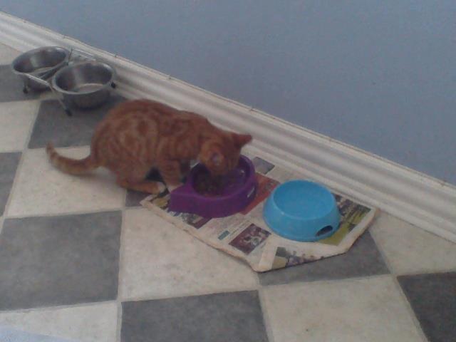 Huskat Garfild - Mmmmh mad! billede 4