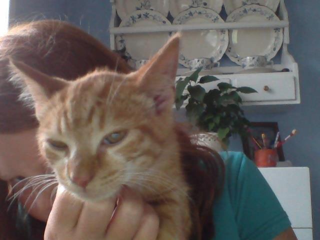 Huskat Garfild - Han ser temelig træt ud:D  billede 2