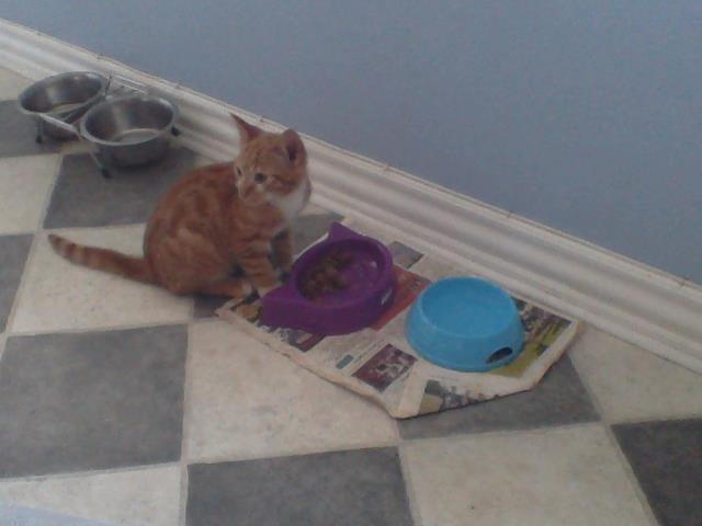 Huskat Garfild - Hov der skete nået billede 3