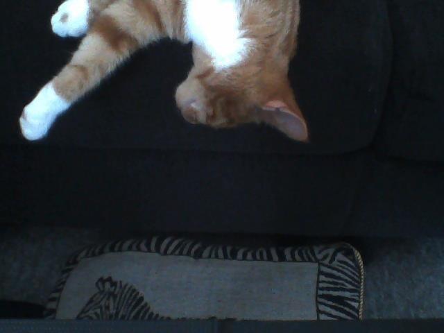 Huskat Garfild - Han sover:D Men er tæt på at falde ned billede 8