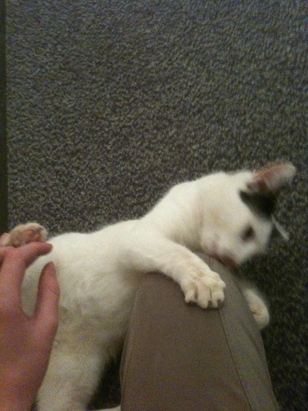 Huskat Mulle billede 16