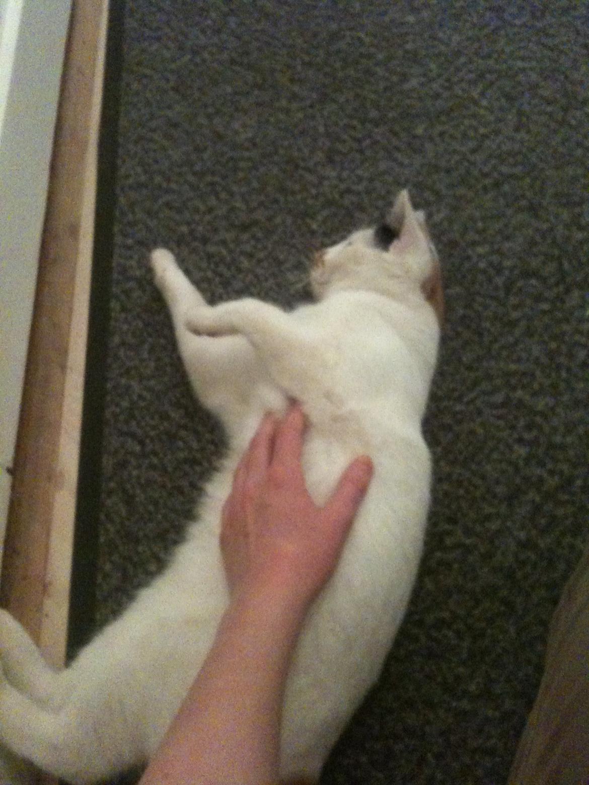 Huskat Mulle billede 17