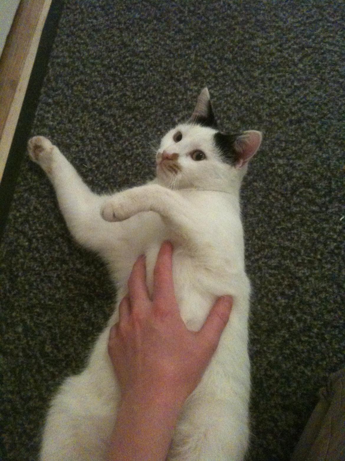 Huskat Mulle billede 18