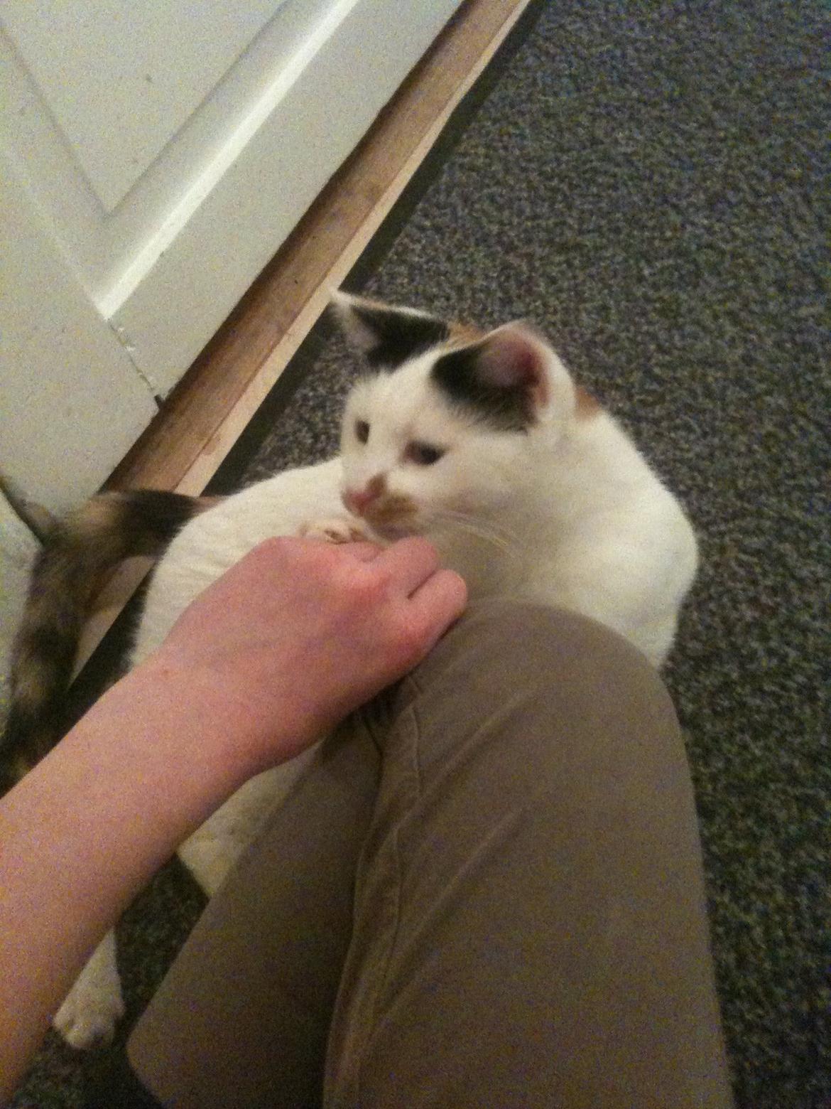 Huskat Mulle billede 19