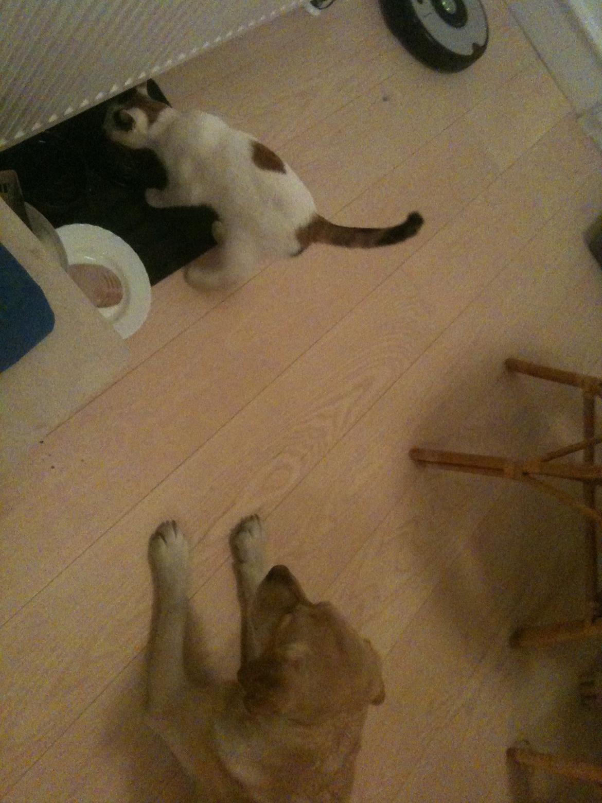 Huskat Mulle billede 20