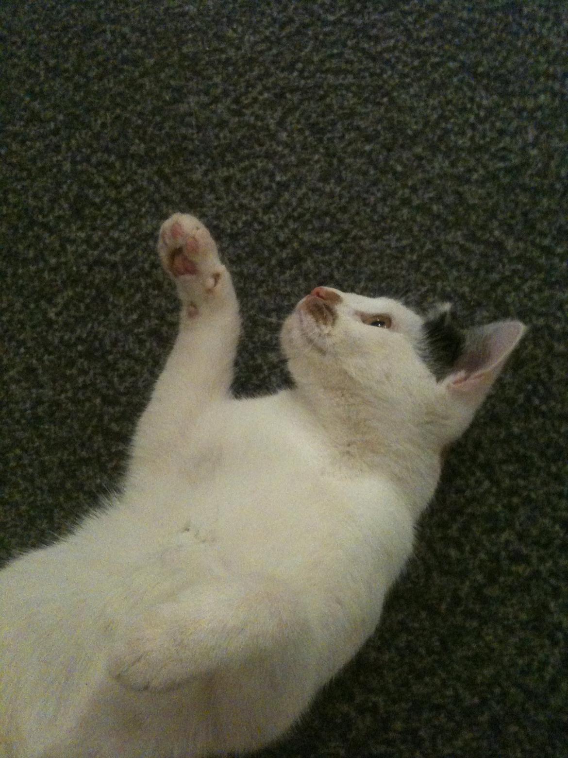 Huskat Mulle billede 21