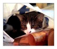 Blanding af racer Sofus billede 9