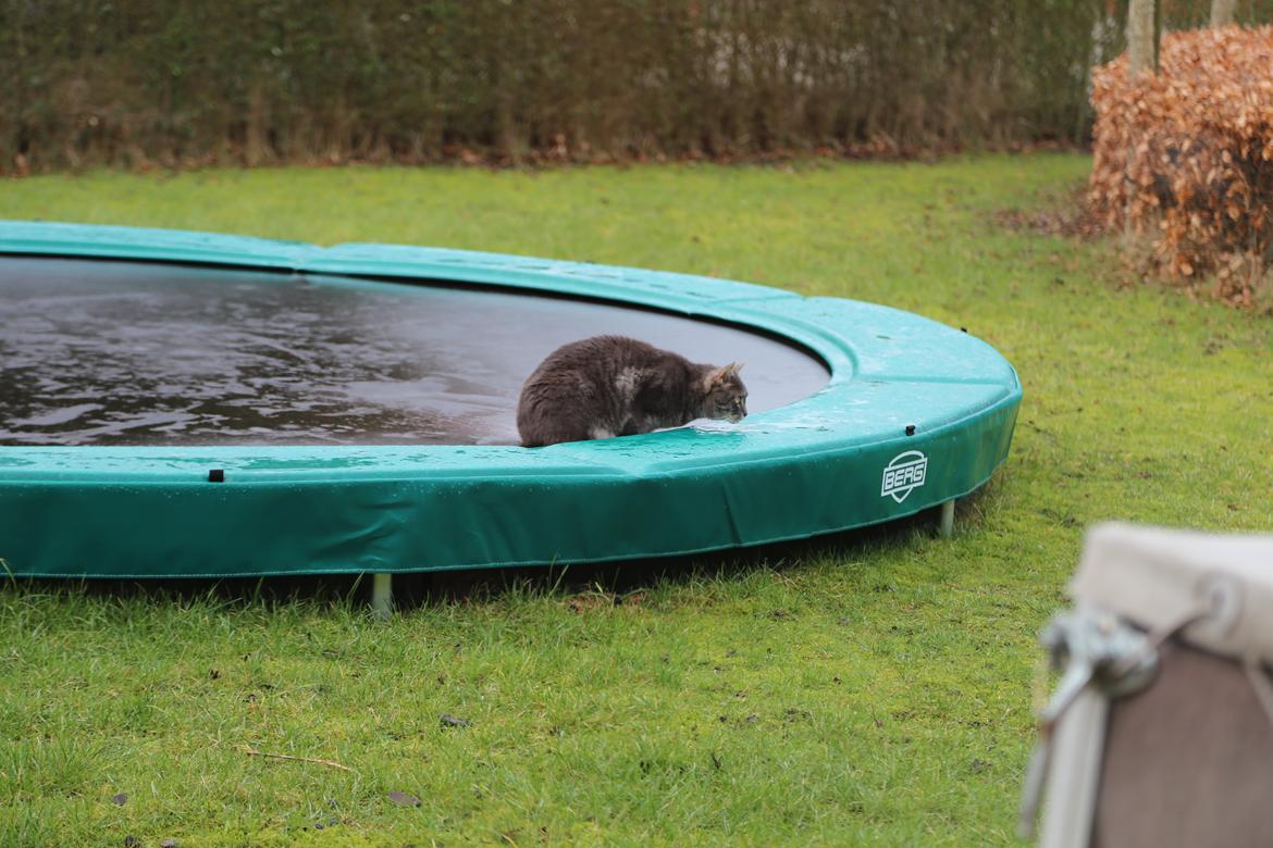 Blanding af racer Nuser billede 11