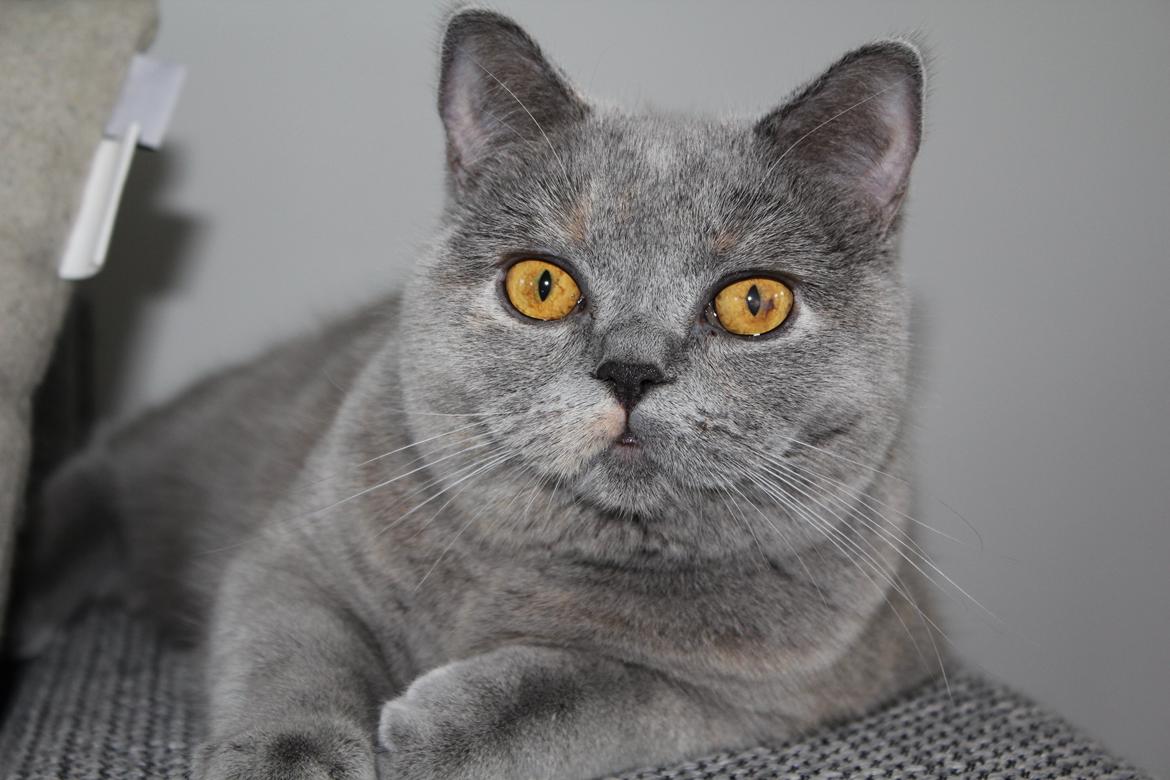 British Shorthair Cilli (Født Trunte) billede 1