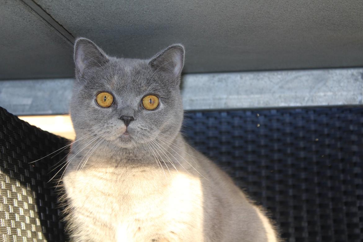 British Shorthair Cilli (Født Trunte) billede 2