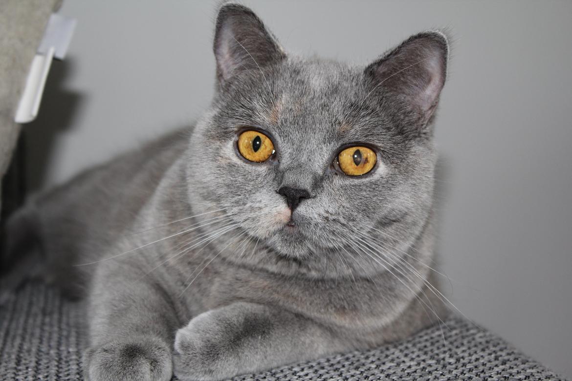 British Shorthair Cilli (Født Trunte) billede 3