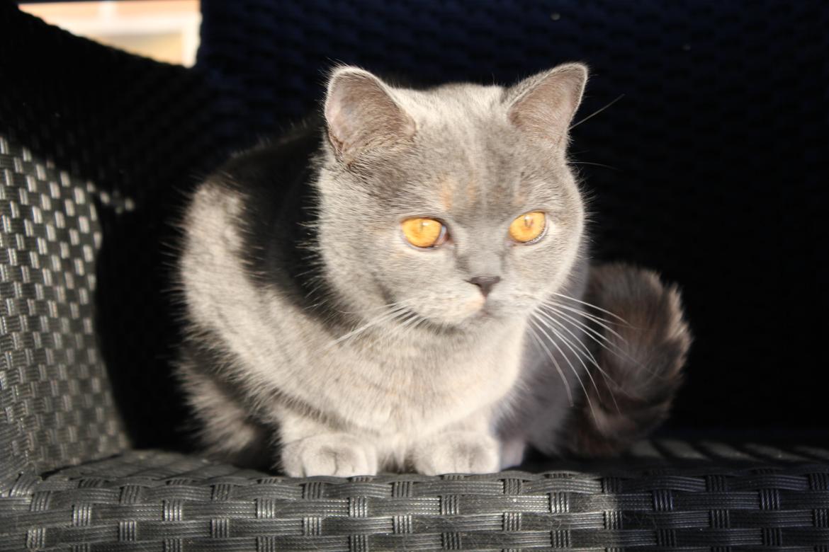 British Shorthair Cilli (Født Trunte) billede 4