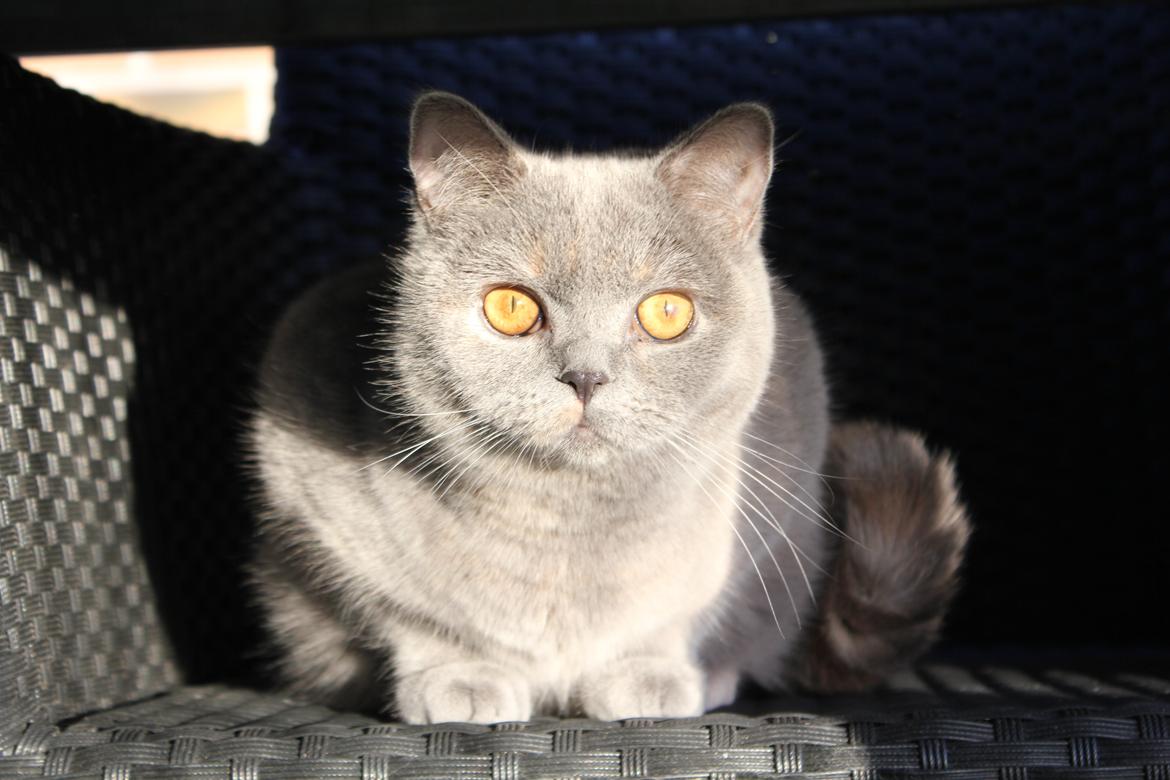 British Shorthair Cilli (Født Trunte) billede 5
