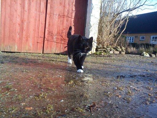 Huskat Dumle billede 9