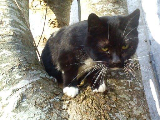 Huskat Dumle billede 10