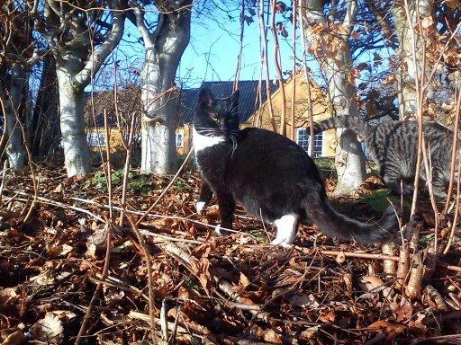 Huskat Dumle billede 14