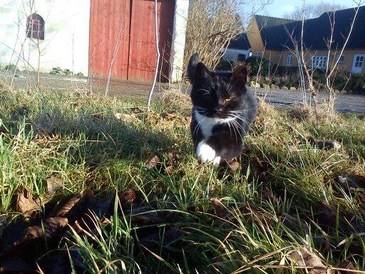 Huskat Dumle billede 8