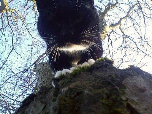 Huskat Dumle - Hun elsker træer <3<3 billede 3