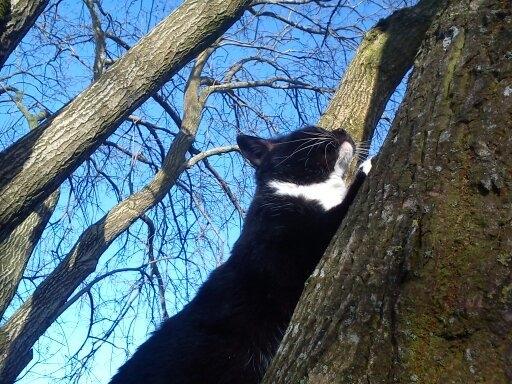 Huskat Dumle billede 11