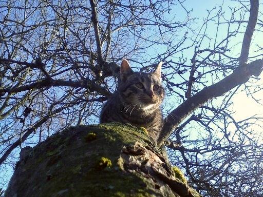 Huskat Chili billede 22