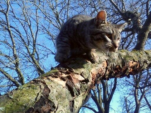 Huskat Chili billede 23