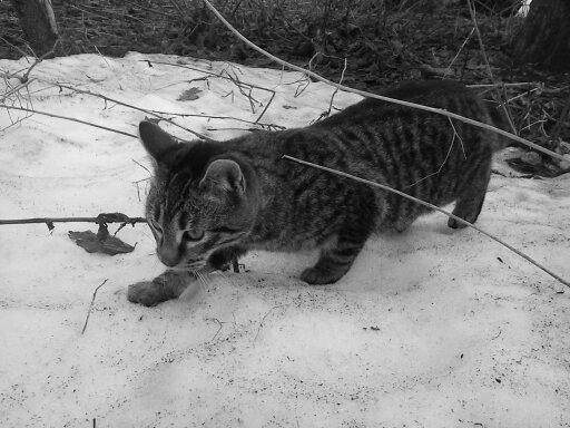 Huskat Chili billede 20