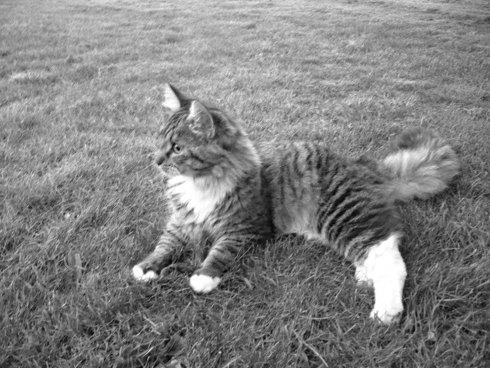 Maine Coon Leopold billede 28