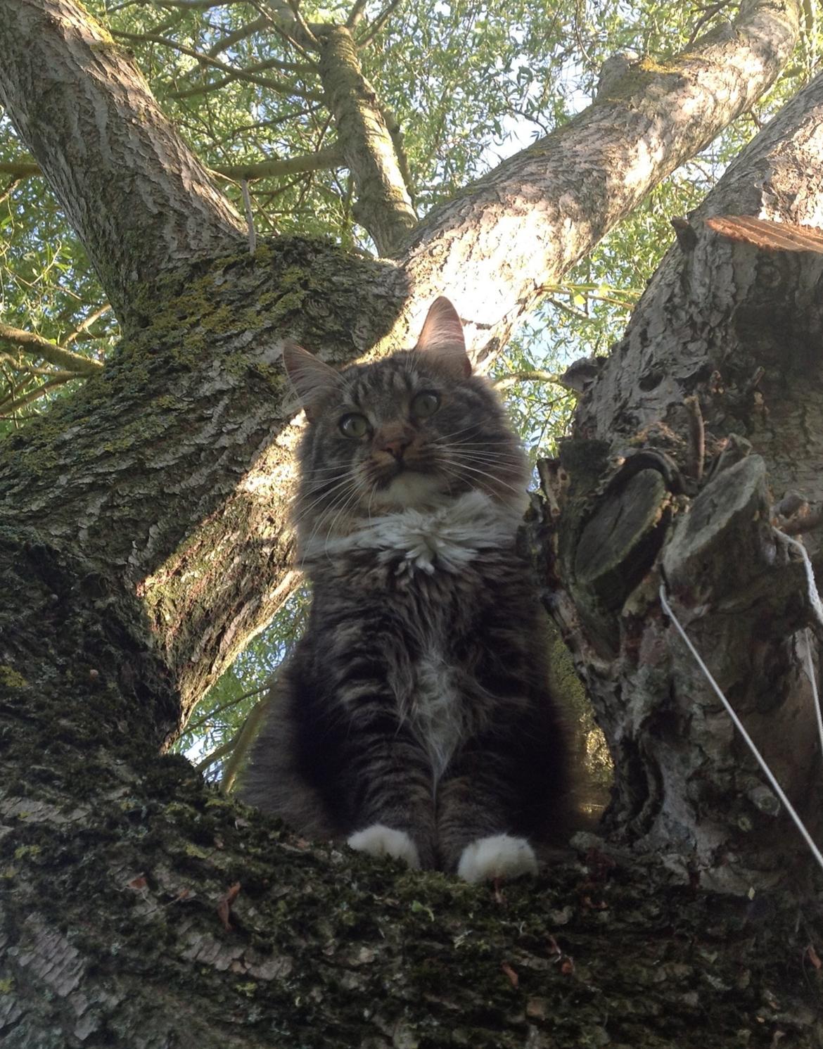 Maine Coon Leopold billede 15